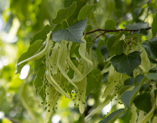 Wall Mural - A tree with green leaves and white flowers