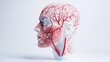 © Sanwa - Human Head Vascular System Model - Detailed anatomical model of a human head showcasing the intricate network of blood vessels. Ideal for medical education or research