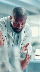 Wall Mural - scientist, people and plant with petri dish in laboratory for cannabis, medical research and discuss