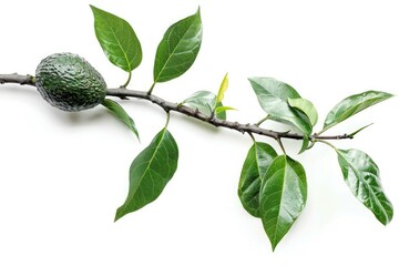 clear pixel picture of branch of avocado tree isolated on white background