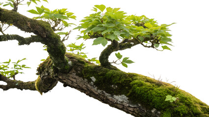 photo of mossy tree branch with green leaves isolated on transparent background, showcasing natural 