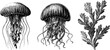© Artem - Intricate engraved illustrations of jellyfish and aquatic plants for natural history design