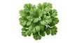 © muhammadHafeez - Fresh cilantro herb leaves food ingredient cooking aromatic flavor garnish culinary healthy green plant spice raw on transparent background