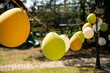 © iloli - Yellow, green, and white balloons are hanging from a string in a garden, creating a festive atmosphere for a birthday party, celebration, or outdoor event