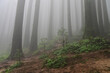 © mitrarudra - Misty forest of green plants at famous pine tree, scientific name pinus, jungle of Lepchajagat, Darjeeling,West Bengal, India. Lush foliage of landscape scenery of Himalayas foggy monsoon weather.