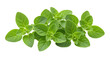 © Luca - Isolated Fresh Oregano Herb