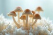 © Viktor - Young Mexican psilocybin mushrooms on white mycelium background. The scene is about alternative medicine psychotherapy. Beautiful colorful glowing caps. Trip and journey to inner self.