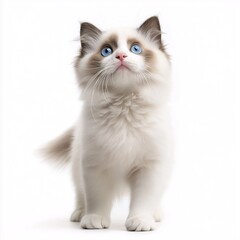  Adorable Blue-Eyed Ragdoll Kitten. Cute and Curious Furry Feline on White Background