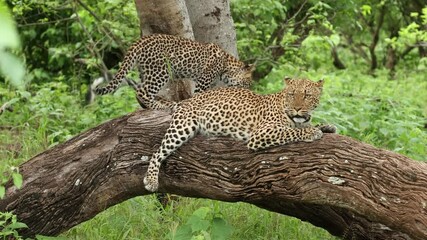 Wall Mural - A mother leopard lying on a fallen tree while her cub is playing with her tail, Mashatu Game Reserve.