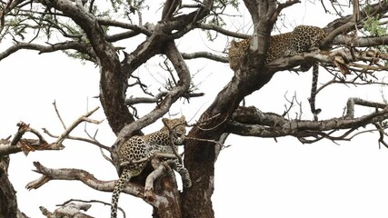 Wall Mural - Two leopard cubs lying in a tree on a rainy day, Mashatu Game Reserve.