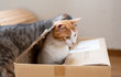 © rai - ダンボール箱に入った猫　茶トラ白