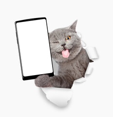 Aufkleber - Winking cat with tongue out holding big smartphone with white blank screen through torn white paper hole. Empty free space for mock up
