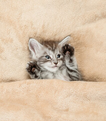 Aufkleber - Playful Maine coon kitten lying under warm blanket on a bed at home. Top down view