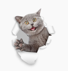 Aufkleber - Surprised happy cat looks through the hole in white paper