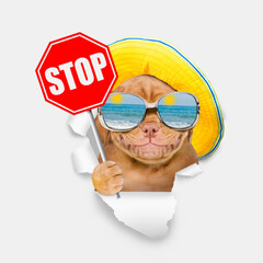 Aufkleber - Happy Mastiff puppy wearing mirrored sunglasses and summer hat looking through the hole in white paper and showing stop sign