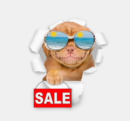 Leinwandbilder - Happy Mastif puppy wearing mirrored sunglasses looking through the hole in white paper and showing signboard with labeled 