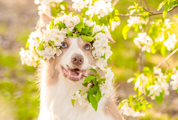 Poster - Happy Border Collie puppy wearing wreath of apple blossoms holds a bouquet in it mouth at sunny spring park. Empty space for text