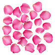 © JK_kyoto - Pink Rose Petals for Romantic and Floral Backgrounds or Designs, isolated on transparent background.