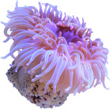 Stunning Sea Anemone Glows With Surreal Beauty. A Captivating Underwater Marvel.