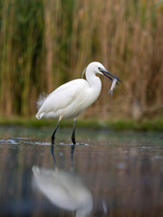 Wall Mural - Little egret, Egretta garzetta,