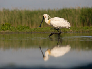Wall Mural - Spoonbill, Platalea leucorodia