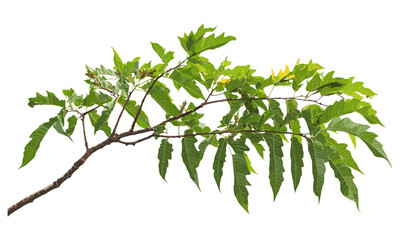 tree of heaven young branch with leaves isolated on white background, ailanthus altissima vector ill