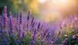 © PixelPerfected - Delicate lavender flowers blossoming in sunlight with soft green bokeh, web banner style