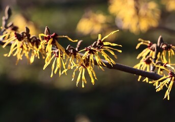 Wall Mural - yellow flowers of Hamamelis vernalis tree - Hamaledaceae Family at spring