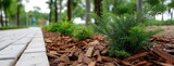 Dark brown wood chips line a walkway, enhancing a garden bed with coniferous trees and shrubs for a refined outdoor setting