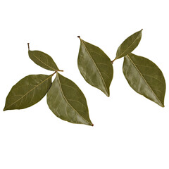 Wall Mural - bay leaves isolated on transparent background