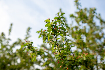Poster - Fresh Green Leaves Growing on Branches Under a Blue Sky During a Sunny Day in a Garden or Park Setting