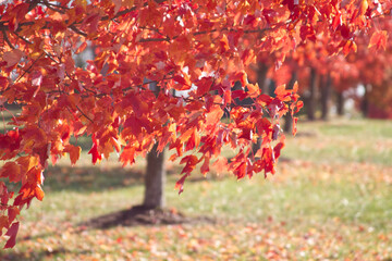 red maple leaves in autumn