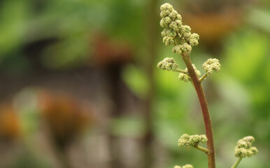 close up of a green flower