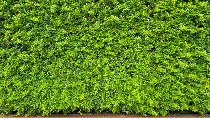 Lush green wall for texture abstract background. A wall of trees and leaves along a city street. The tree was cut into a square shape.