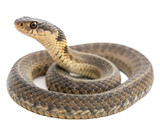 snake isolated PNG or JPEG Background