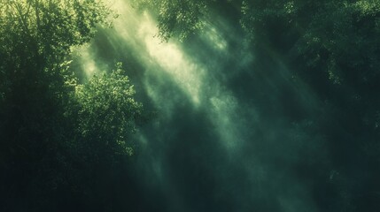 Wall Mural - sunbeams penetrate dense forest canopy, creating mystical atmosphere.