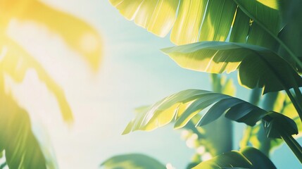 Wall Mural - sunlit banana leaves against a bright blue sky.