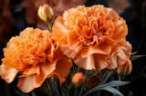 Orange blühende Nelken