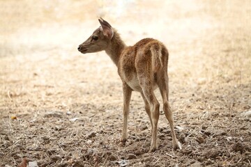 Wall Mural - rear view of little Bawean deer standing alone in the field