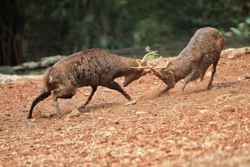 Wall Mural - Male bawean deer fighting in the field