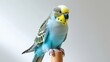 © Fristy - Close-up of a vibrant blue and yellow budgerigar perched on a wooden dowel