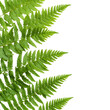 © Ai7 - nature conservation concept Lush green fern leaves arranged elegantly. isolated on white background