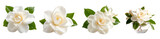 Beautiful white gardenia flowers with green leaves in a stylish arrangement.