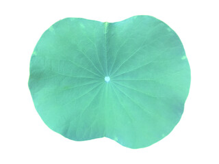 Wall Mural - single lotus leaf isolated on transparent background with clipping paths.