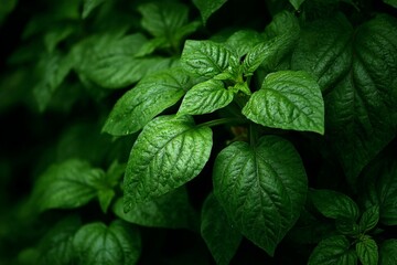 Poster - Lush green leaves with textured surfaces thriving in a shaded outdoor environment