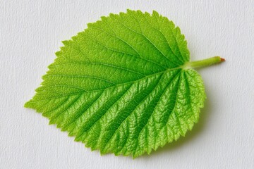 Poster - Bright green leaf lying flat on a textured white surface showcasing intricate vein patterns and vivid color