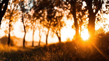 Wall Mural - serene sunset illuminating a tree-lined path with golden light and soft grass in the foreground