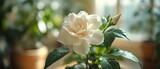 The gardenia blooms quietly in the pot, its pure white petals emitting a faint fragrance