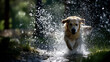 © AiiNa - Playful Golden Retriever Joyfully Jumping Through Sprinkler in Backyard Surrounded by Nature's Beauty and Water Splashes