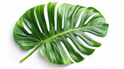 Aufkleber - Monstera leaf laying flat on white background in studio